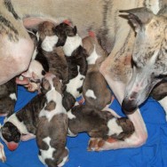 Mutter mit Kindern
