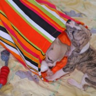 Katzenrolle 2
