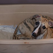 Lotte in der Wanne