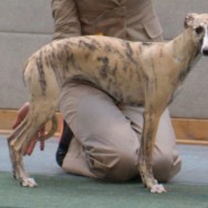 vv1 Adagio Motion and Emotion - Annaberg Buchholz 2010