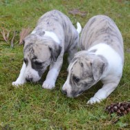 twins 1