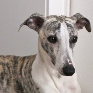 Frieda 2 jahre_2