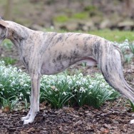 Whipcat Hopalong Cassidy - 2 years_2
