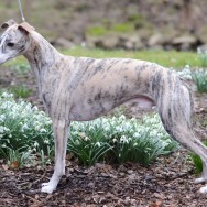 Whipcat Hopalong Cassidy - 2 years