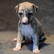 Rüde 3 portrait