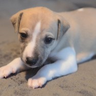 Rüde 4 portrait