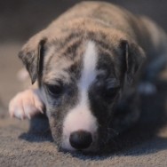 Rüde 5 portrait