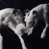 Angelina und Bette noch 3 1_2 Wochen bis zur Geburt