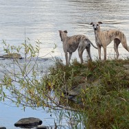 Gibbs und Lotte an der Weser