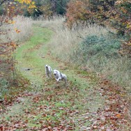 Herbstspaziergang 2