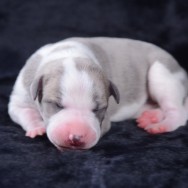 Rüde 2_3 days