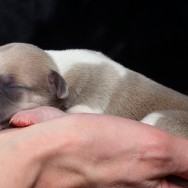 Rüde 3 eine Hand voll