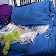 Odin im Urlaub