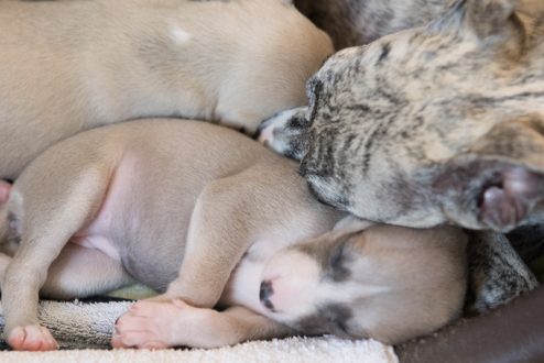 Mama mit der blauen Elise und Rüde 3 im Hintergrund