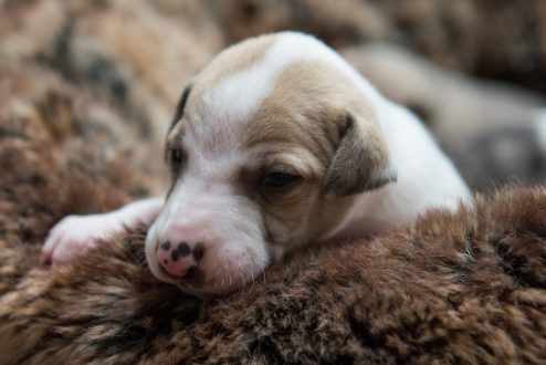 Unser kleiner blonder Bub