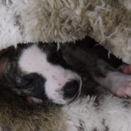 ich bin dann mal weg_ unsere kleine Hündin 4 im Kuschelsack