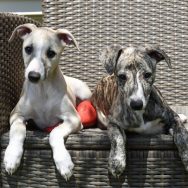 Fay und Felicity