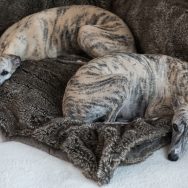 die beiden Schwedenprinzessinen Lotte und Lilli