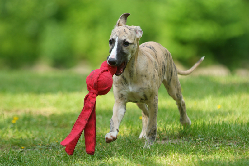 Lotte mit Kong – Talking About &amp;quot;Whippets&amp;quot;