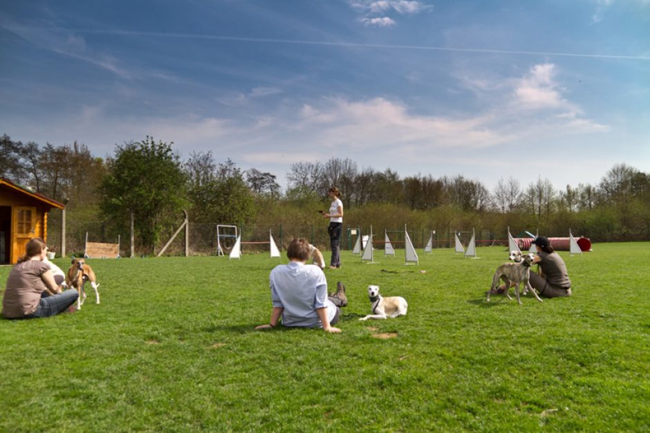 Whippet-Training im September