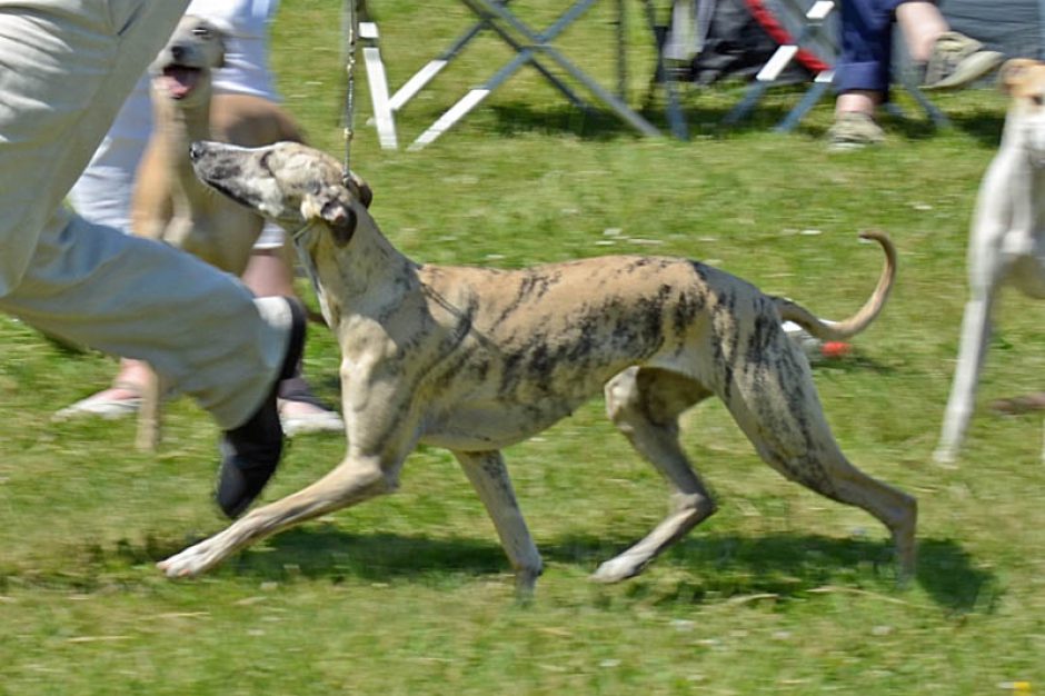 Windhundeausstellung in Gelsenkirchen …