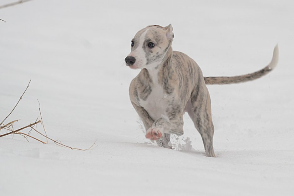 Schnee…