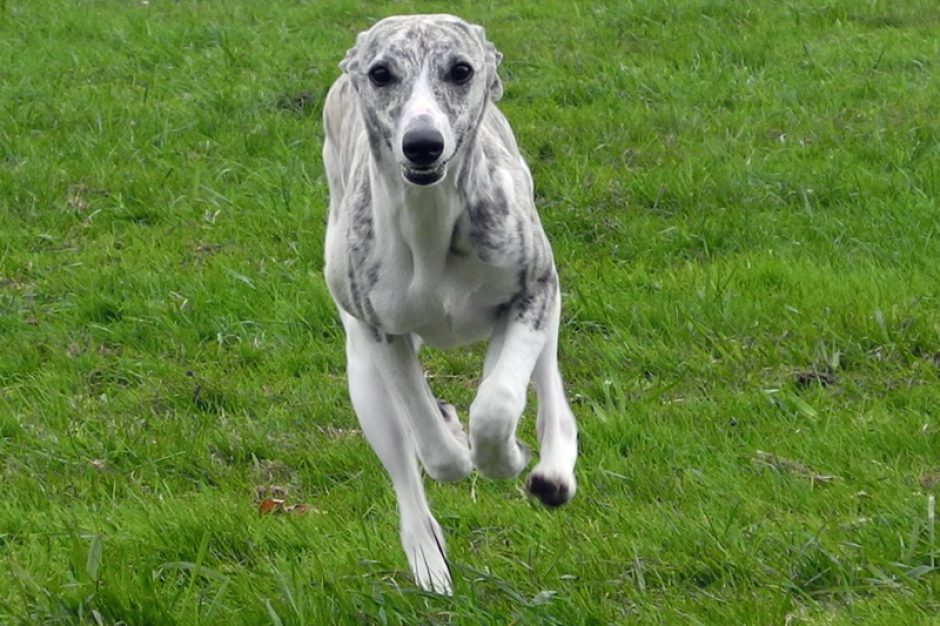 Wiedersehen mit Gwenny …