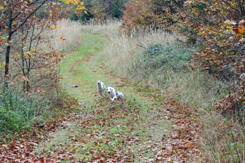 Herbstspaziergang…