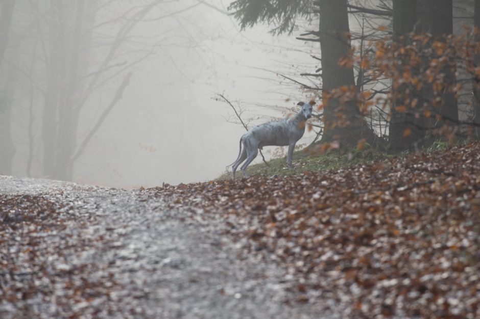 Ein neues Fotoalbum …