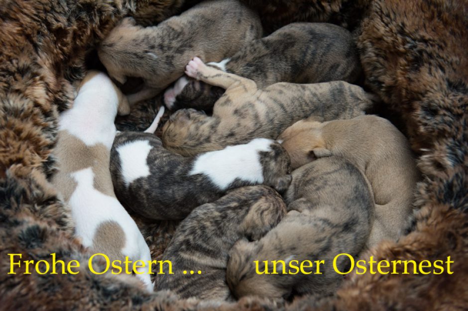 Frohe Ostern …