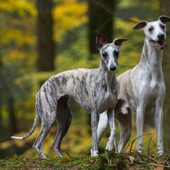 Schnappschüsse im Herbst …