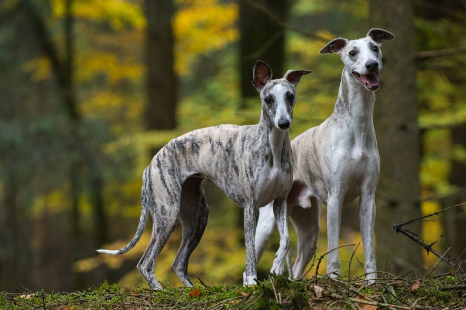 Schnappschüsse im Herbst …